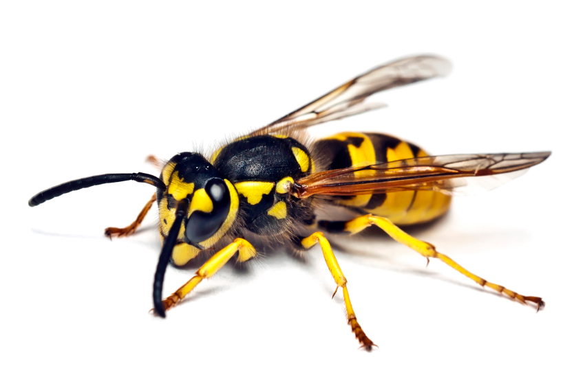 avispas